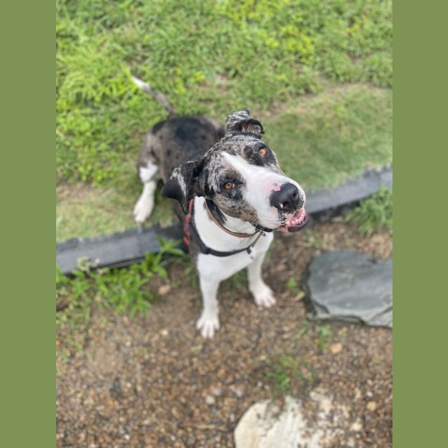 Photo of Pippa