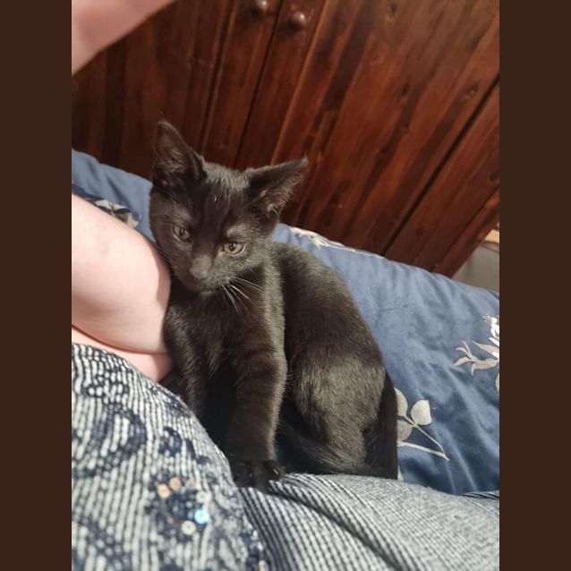 Photo of Binx
