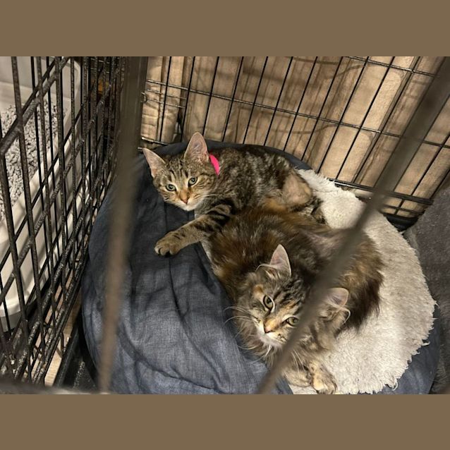 Photo of Katya & Jinx ~ Meet Us @ Pet Stock Hastings 😺