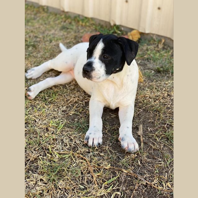 Photo of Stella (Previously Paula)