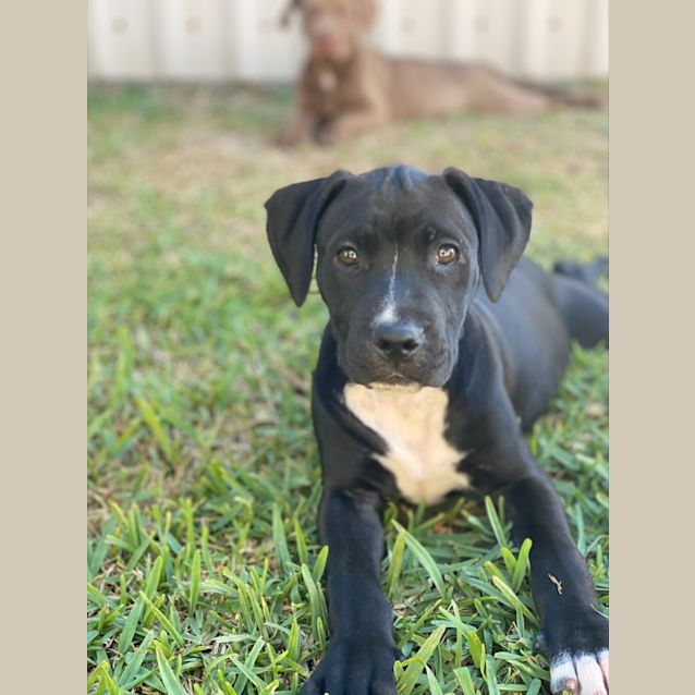 Photo of Penny