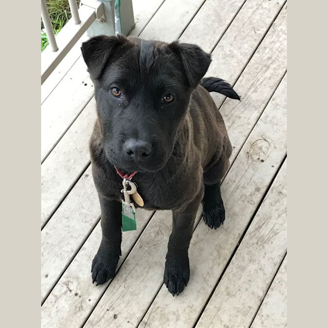 Photo of Ash (Puppy)