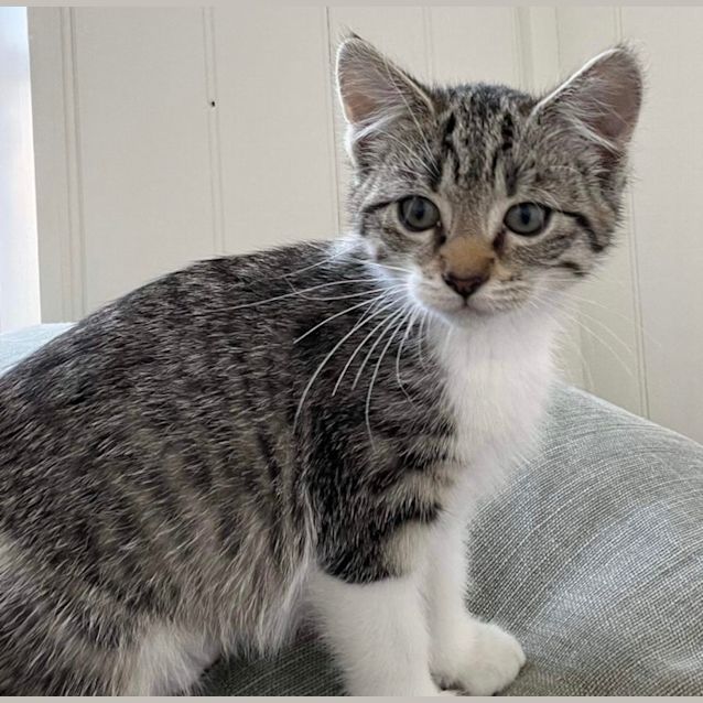 Photo of 🥖 Baguette & Croissant 🥐 