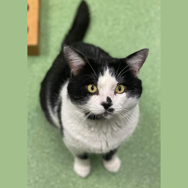 Photo of Humphrey