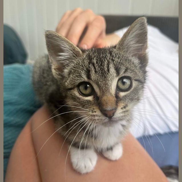 Photo of 🐾 Truffles & French Fry 🍟 