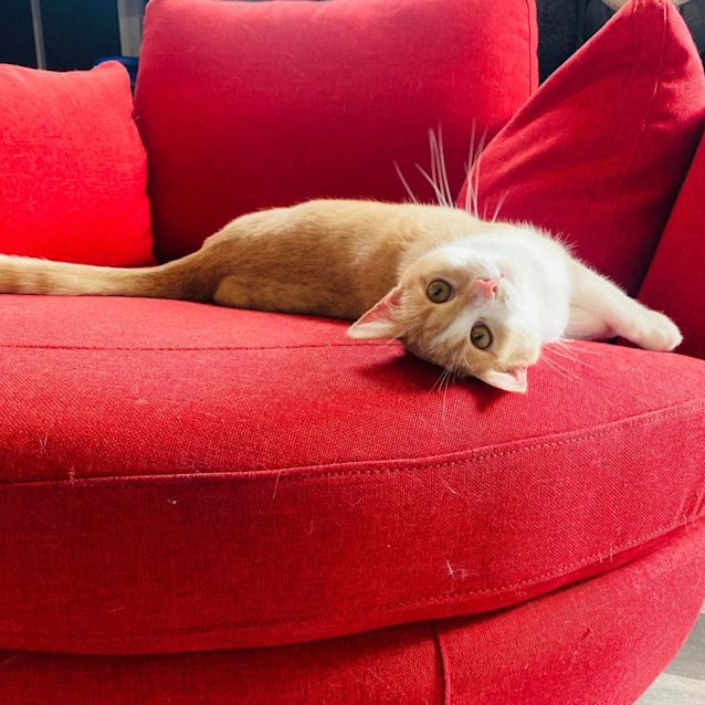 Photo of Ziggy   Located In Preston