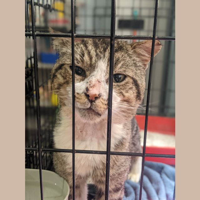 Photo of Nom Chompsky The 2 Nd