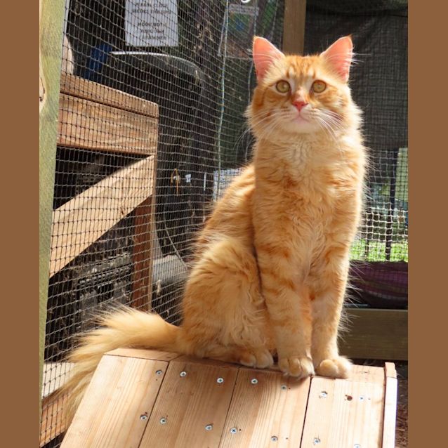 Photo of Sundae