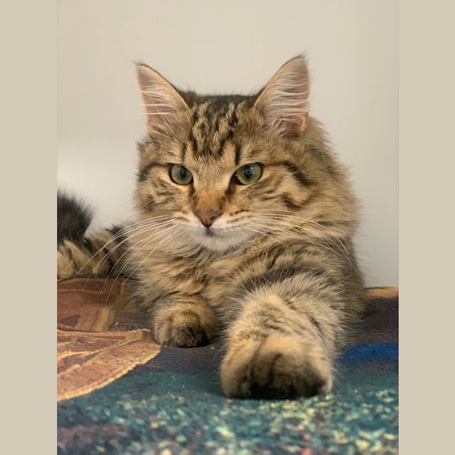 Photo of Mufasa