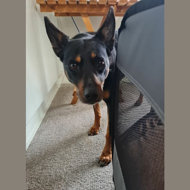Photo of Peg