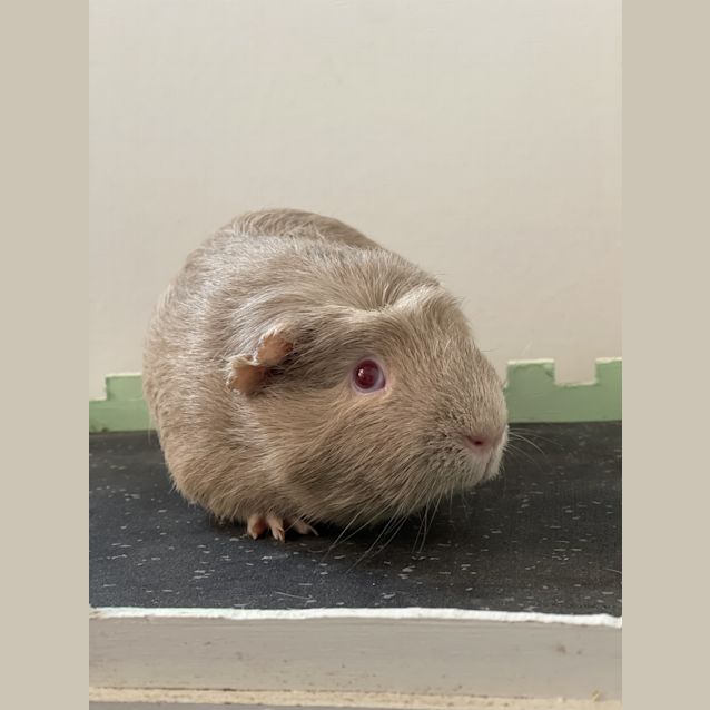 Photo of Coconut (Guinea Pig 46)