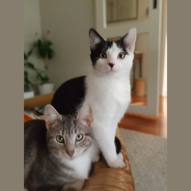 Photo of Tickety & Boo