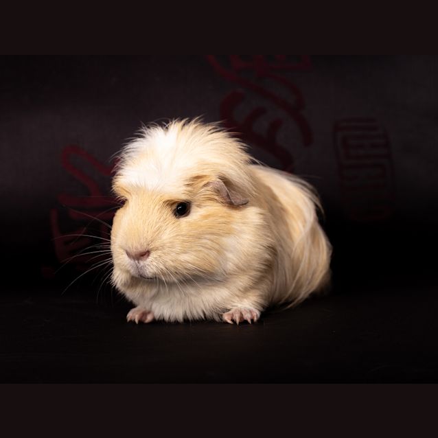 Photo of Fluff Head 