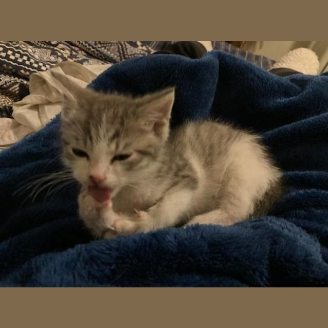 Photo of Jedi And Yodi