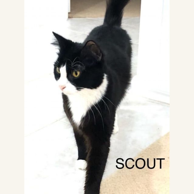 Photo of Scout