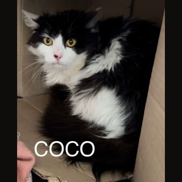 Photo of Coco