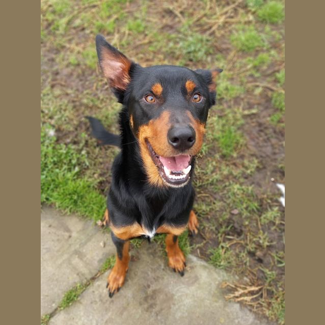 Photo of Dexter