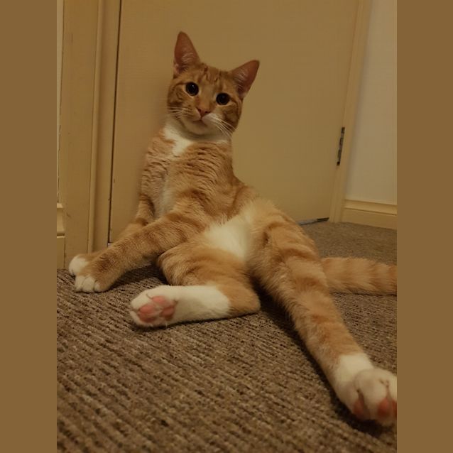 Photo of Finn