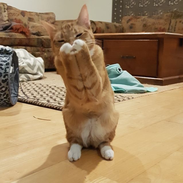 Photo of Finn