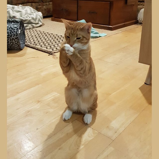 Photo of Finn