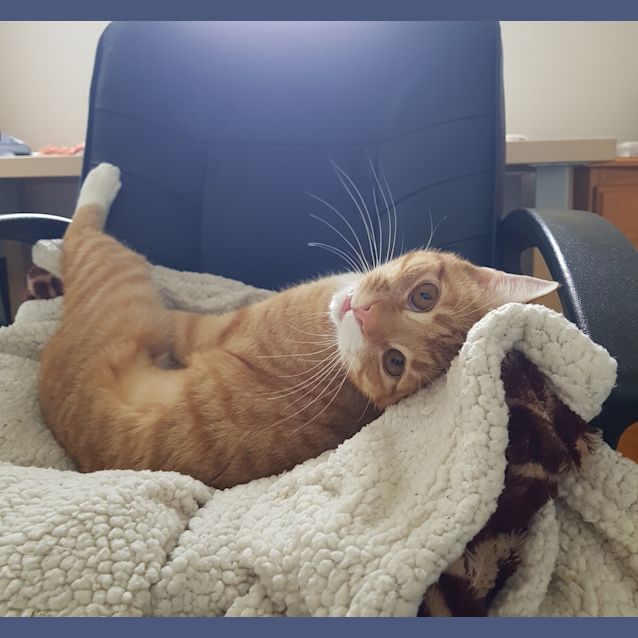 Photo of Finn