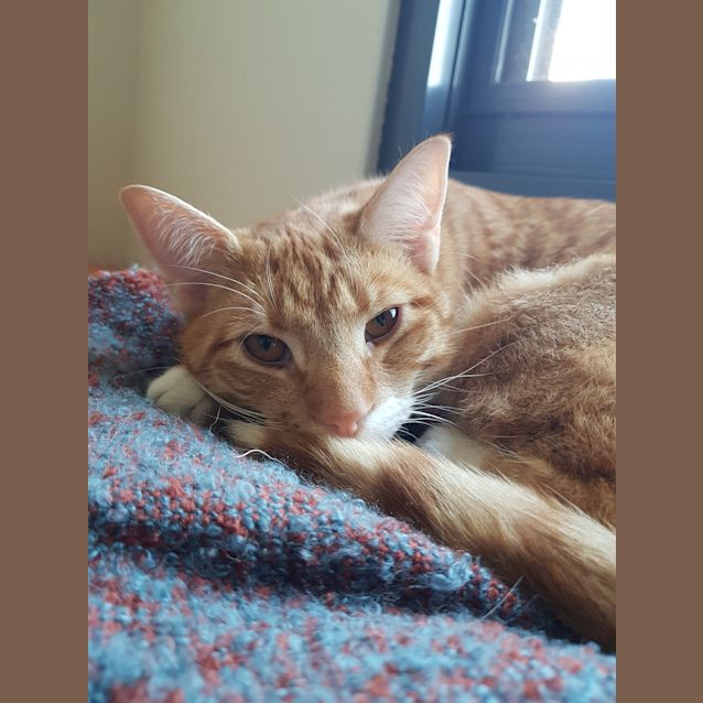 Photo of Finn