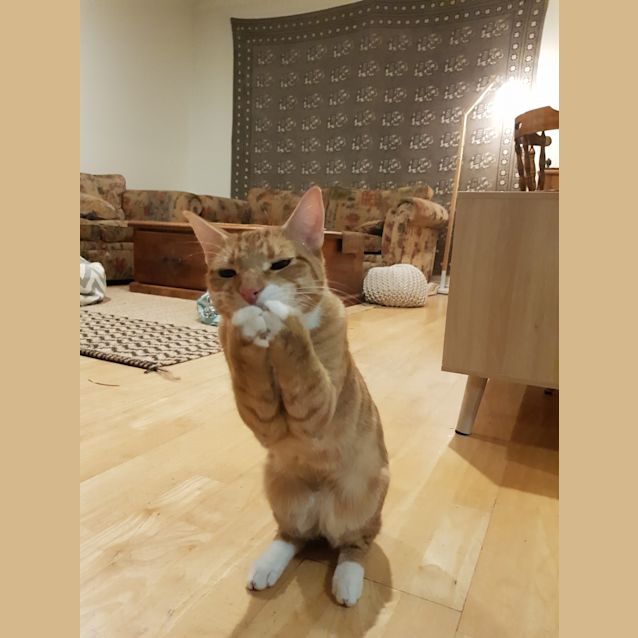 Photo of Finn
