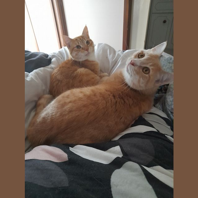 Photo of Stu (Bonded To Percy)
