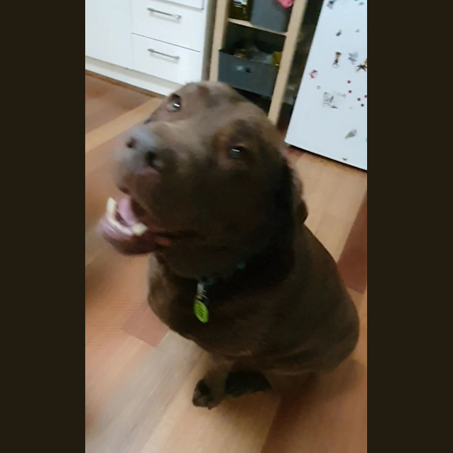 Photo of Buddy