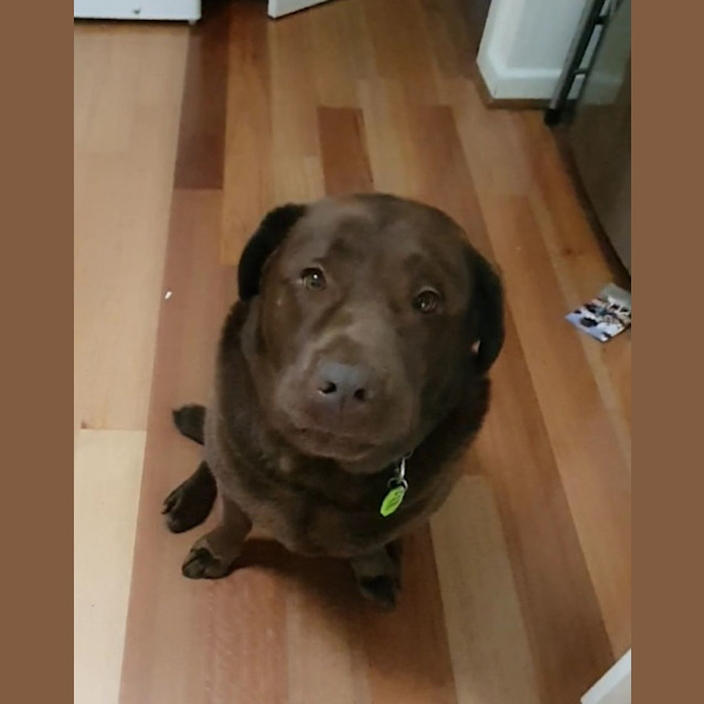 Photo of Buddy