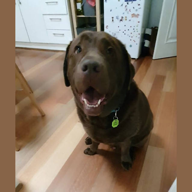 Photo of Buddy