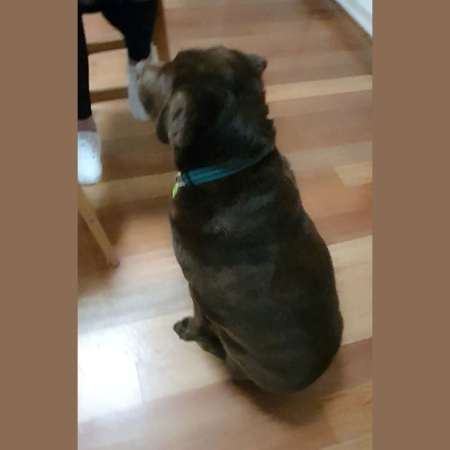 Photo of Buddy