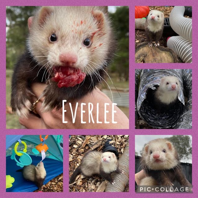 Photo of Everlee