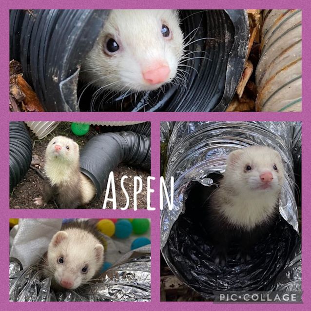 Photo of Aspen