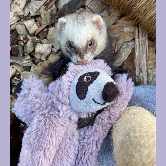 Photo of Celeste, Luna & Stella 