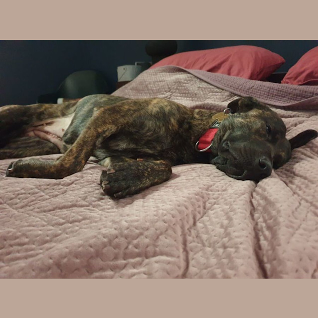 Photo of Honey