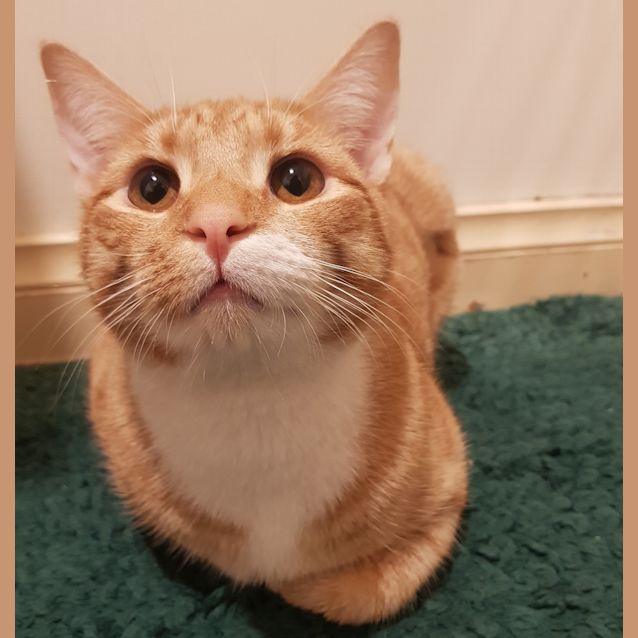 Photo of Finn
