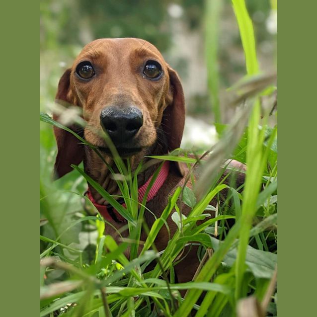 Photo of Boots And Fudge