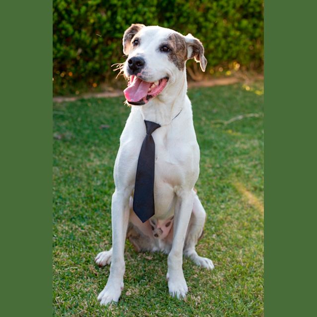 Photo of Bert & Bloom   Mixed Breed Bonded Pair (Trial)