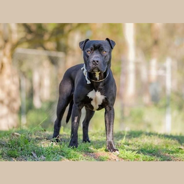 Photo of Basil (Imp No. 1181)