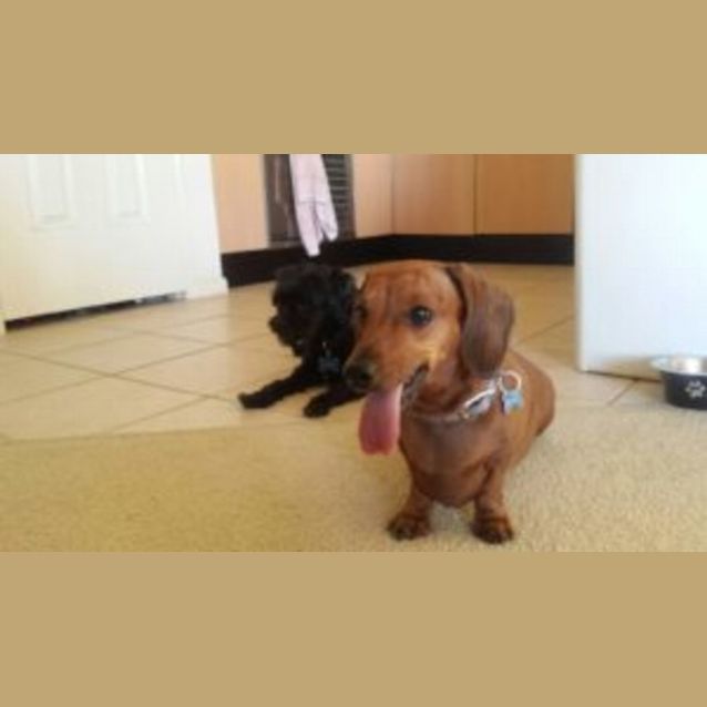 Photo of Penny And Henry