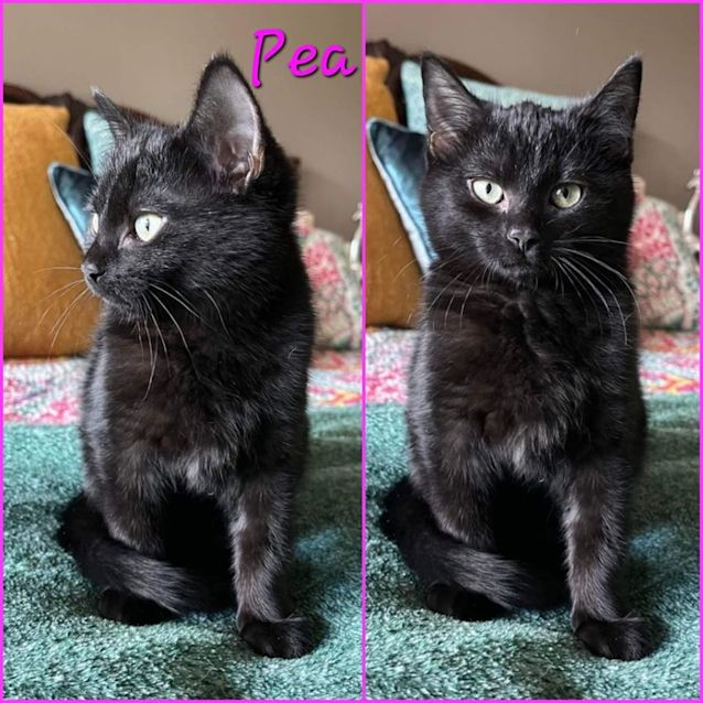 Photo of Pea