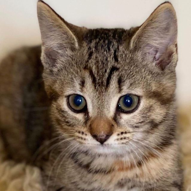 Photo of Dax
