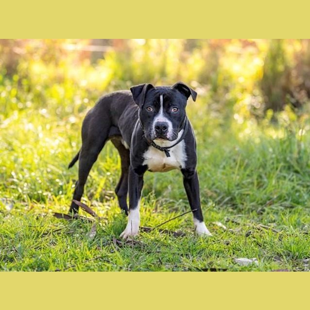 Photo of Leo (Imp No. 806)