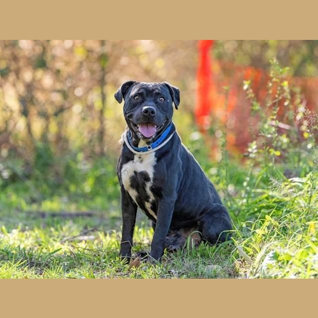 Photo of Rocket (Imp No. 1103)