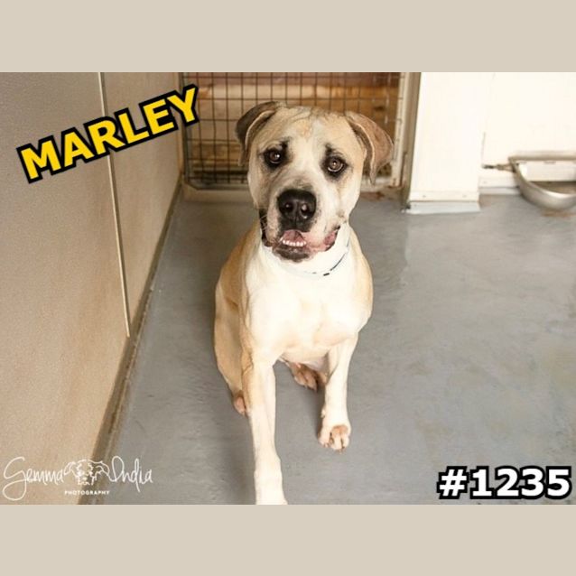 Photo of Marley (Imp No.1235)