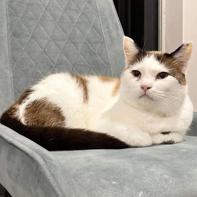 Photo of 7970   Meow Meow