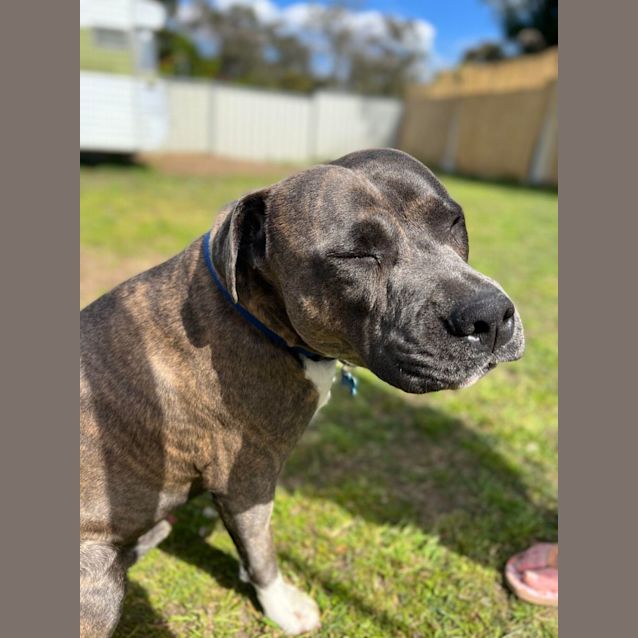Photo of Scooby   11 Month Old American Staffy (On Hold)