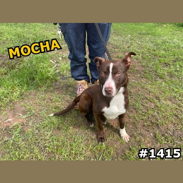 Photo of Mocha (Imp No. 1415)