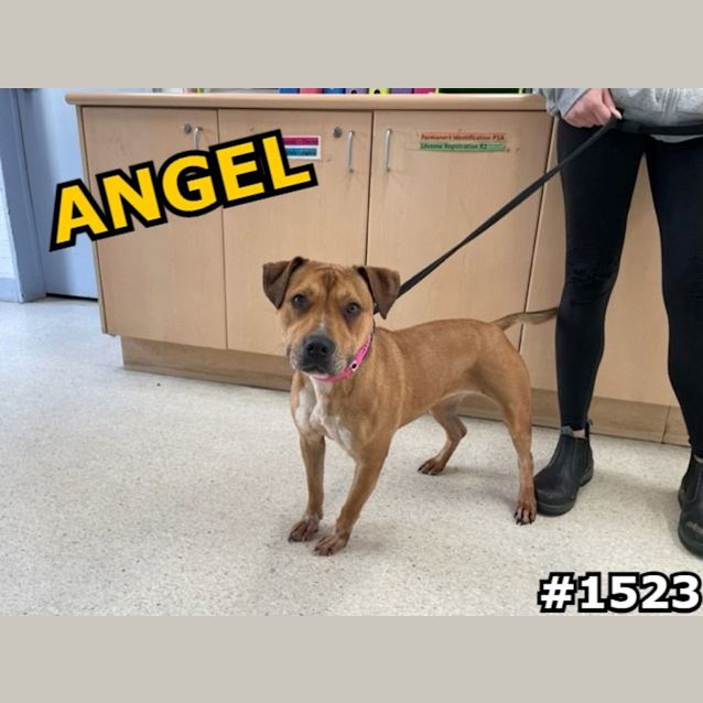 Photo of Angel (Imp No. 1523)